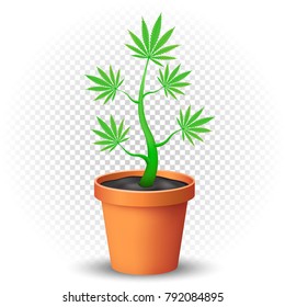 Cannabis grows in the flowerpott with shadow on transparent background. Green hemp narcotic growing illustration