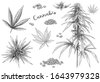 cannabis inflorescence