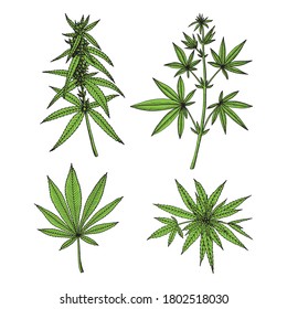 Cannabis (hemp Or Marijuana) Medical Plant. Branch With Seeds. Hand Drawn Vector Illustration In Sketch Style.