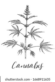 Cannabis, hemp. Medicinal, cosmetic herbs. Wild eco healing plants. Vector vintage floral. Black and white hand drawing illustration. Engravings style. Botanical illustration. Pharmacy herbs. Sketch.