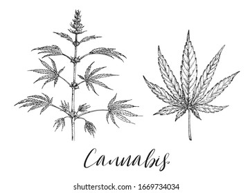 Cannabis, hemp. Medicinal, cosmetic herbs. Wild eco healing plants. Vector vintage floral. Black and white hand drawing illustration. Engravings botanical illustration. Pharmacy herbs. Sketch. Leaf