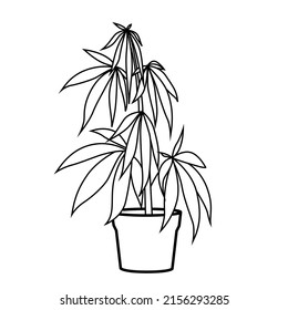 Cannabis, Hanfpflanze in einem Topf. Vektorgrafik, Schwarz-Weiß-Linie, Illustration. Cannabisfarm