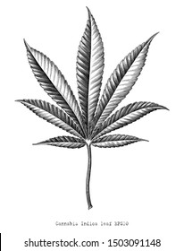 Cannabis Indica leaf hand draw vintage engraving style black and white clip art isolated on white background,Cannabis Indica leaf botanical for education