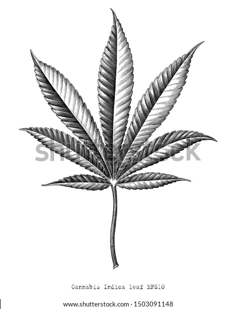 Cannabis Indica leaf hand draw vintage\
engraving style black and white clip art isolated on white\
background,Cannabis Indica leaf botanical for\
education