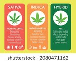 cannabis indica and sativa strains species information graphic guide