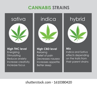 cannabis indica and sativa strains species information graphic guide