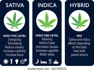 Cannabis Indica And Sativa Strains Species Information Graphic Guide