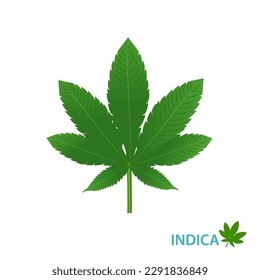 Cannabis Indica-Stamm, Vektorgrafik einzeln auf weißem Hintergrund. Indica-Stämme von Cannabis, Hanf, Ganja, Marihuana, Hash, Hanf. Botanische Concept Illustration.