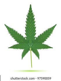 cannabis leaf isolated illustration