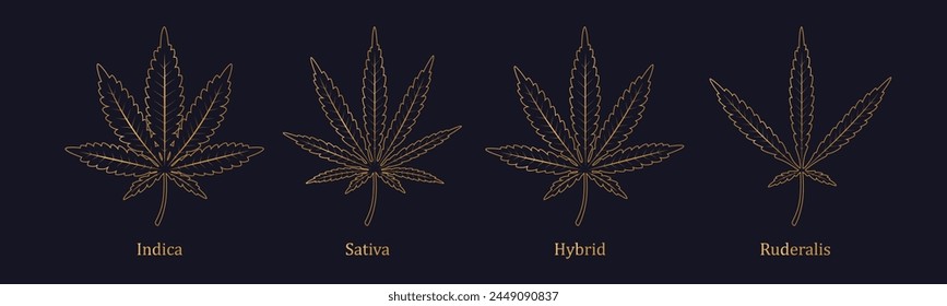 Cannabis leaf isolated. Marijuana leaf icon. Vector illustration. Logo concept. Indica, Sativa, Hybrid, Ruderalis. Golden line art on dark background. Premium branding design.
