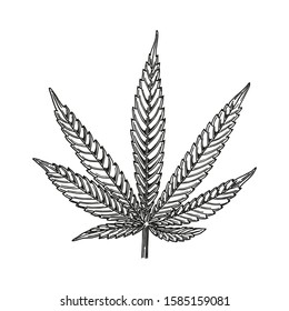Cannabis leaf isolated on white background. Hand drawn hemp leaf. Black and white linear sketch. Design element for T-shirts, packaging, notepad, menu in coffeeshop.