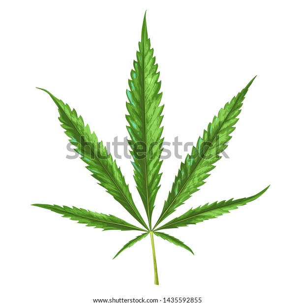 Cannabis Leaf Isolated On White Vector Stock Vector (Royalty Free ...