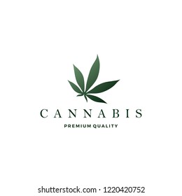 cannabis leaf logo vector icon