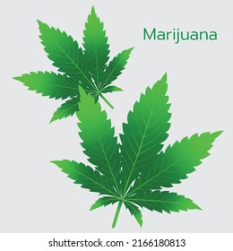 cannabis leaf (Marijuana) vector illustration There is a message below on a black background for making posters, public relations media.
