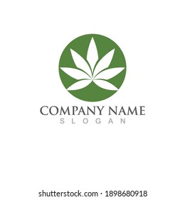 vector de logotipo de la naturaleza de la hoja de cannabis 