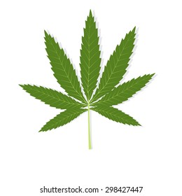 Cannabis leaf on a white background.