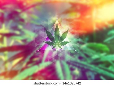 Cannabis leaf and sacred geometry forms on wonderful photography background with marijuana plant; Vector template of banner, poster, flyer and etc.