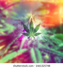 Cannabis leaf and sacred geometry forms on wonderful photography background with marijuana plant; Vector template of banner, poster, flyer and etc.