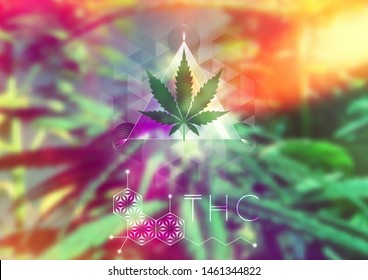Cannabis leaf, sacred geometry forms and molecule thc on wonderful photography background with marijuana plant; Vector template of banner, poster, flyer and etc.