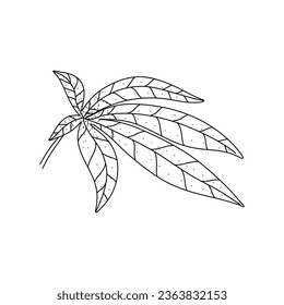 Cannabis leaf vector doodle sketch isolated on white background