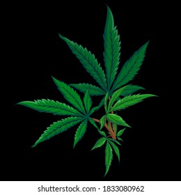 vector hoja de cannabis con color verde fresco y fondo negro