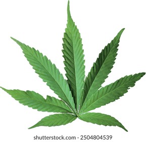Hoja de cannabis. Archivo gráfico de Vector. aislado. Transparente
