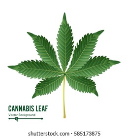 Cannabis Leaf Vector. Green  Sativa or Indica Leaf Isolated On White Background. Medical Plant