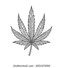 Cannabis leaf vector hand-drawn illustration
