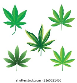 Cannabis leaf vector illustration is suitable for use as a symbol of advertising.