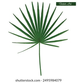 Cannabisblatt Vektor realistische Kunst Natur