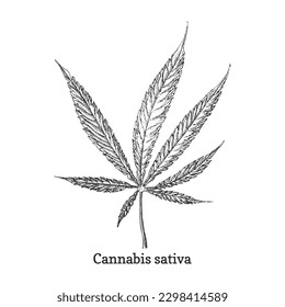 Cannabis sativa, Kräuterskizze in Vektorgrafik, Design-Element, botanische Hanfzeichnung in Gravur, officinalis Pflanze, handgezeichnet