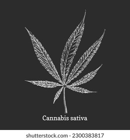 Cannabis leaf, weed sketch in vector, design element, hemp botanical drawing in engraving style, officinalis plant, hand drawn illustration