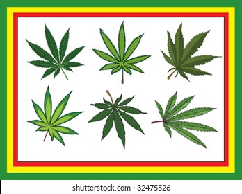 Prospectos de cannabis con tallos. Seis tipos diferentes