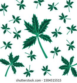 Cannabis leaves background texture and hand drawn,Fall and Autumn season.