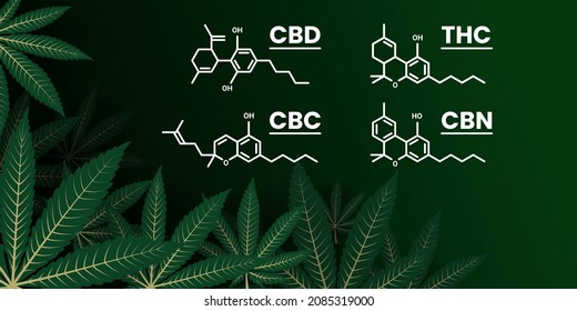 Cannabis leaves are composed together on the left side. With chemical structure formula on the right. Marihuana, Sativa and Indica leaf over each other with depth perspective. Use as a header, banner 