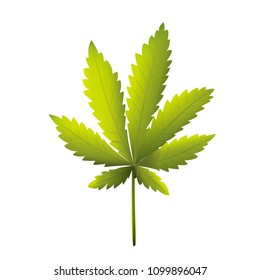 Cannabis leaves or maple leaves