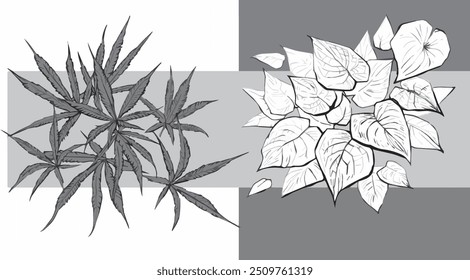 Cannabis Leaves pattern clip art black and white floral drawing graphic design monochrome sketch wallpaper botanical illustration isolated element template abstract texture line art object foliage