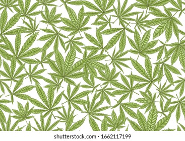 El cannabis deja un patrón transparente, fondo. Ilustración vectorial en colores verdes Aislada en fondo blanco.