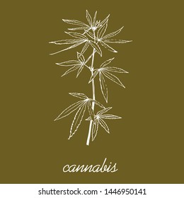 Cannabis leaves and stem sketch vector pattern. Go green and use eco cannabis material. Ecological hand drawn illustration of eco plant.