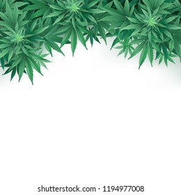 Cannabis or Marihuana leaves background.
Realistic vector illustration of the plant in top view on white background.