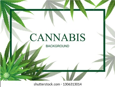  Cannabis or Marijuana background. Frame Green Leaf. White background. Realistic vector illustration