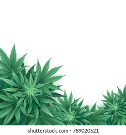 Cannabis Or Marijuana Background.
Realistic Vector Illustration Of The Plant In Top View On White Background.
