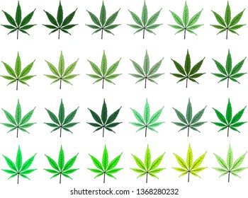 cannabis marijuana branch leaf set