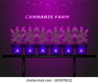 Cannabis Marijuana Farm Field Indoor With Light