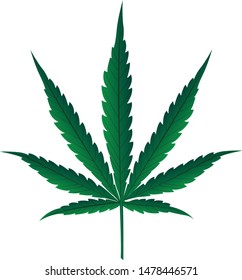 cannabis or marijuana green leaf isolate on whitebackground vector illustrations