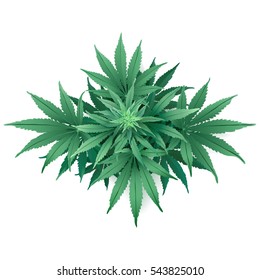 Cannabis Or Marijuana.
Hand Drawn Vector Illustration Of The Plant In Top View On White Background.
