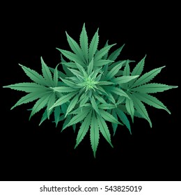 Cannabis or Marijuana.
Hand drawn vector illustration of the plant in top view on black background.
