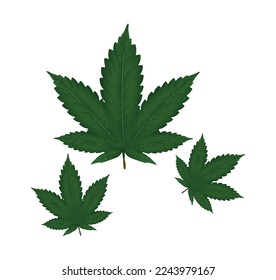 cannabis marijuana icon vector detilled design natural color