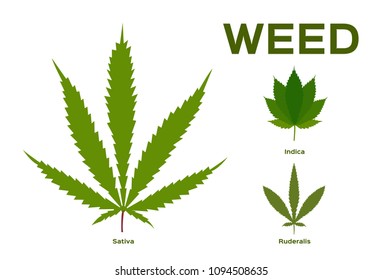 Cannabis (Marijuana) Leaf / weed vector