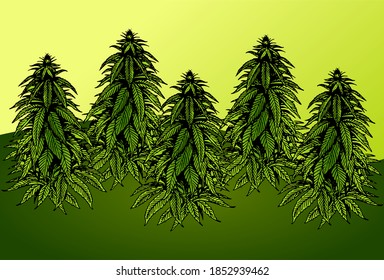 Ganja の画像 写真素材 ベクター画像 Shutterstock